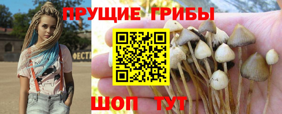 Псилоцибиновые грибы Psilocybe Сланцы